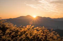 ススキと日の出