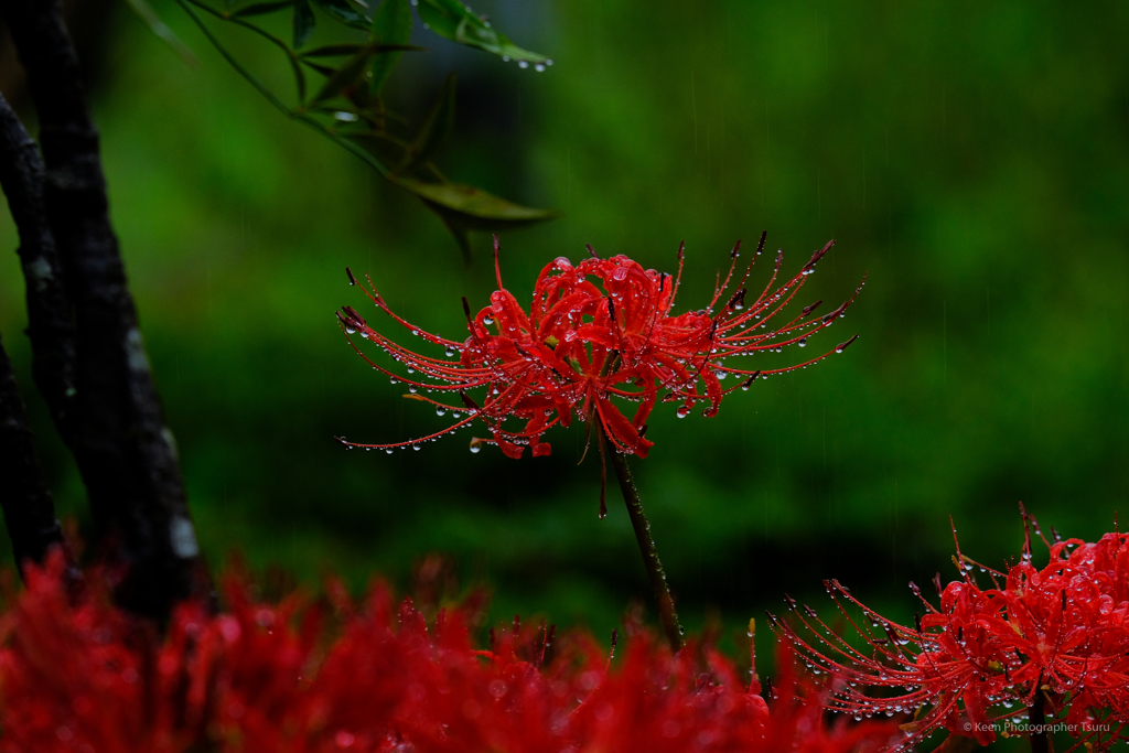 雨の彼岸花