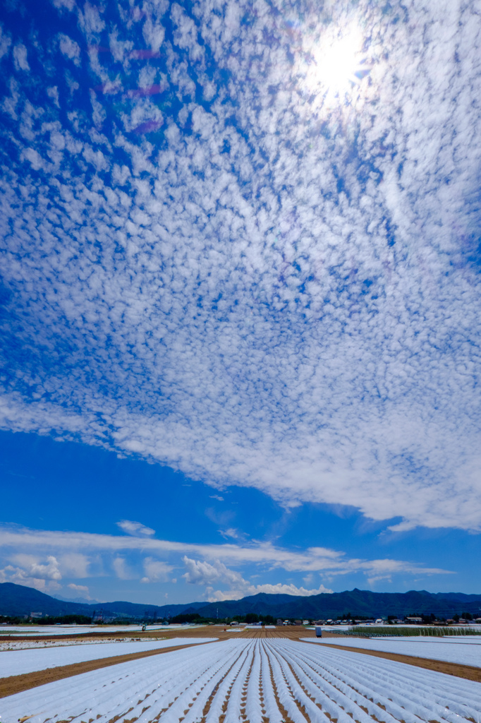 青空と畑