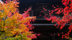 雨の門と紅葉