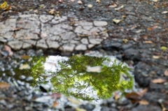 みどり、うつる