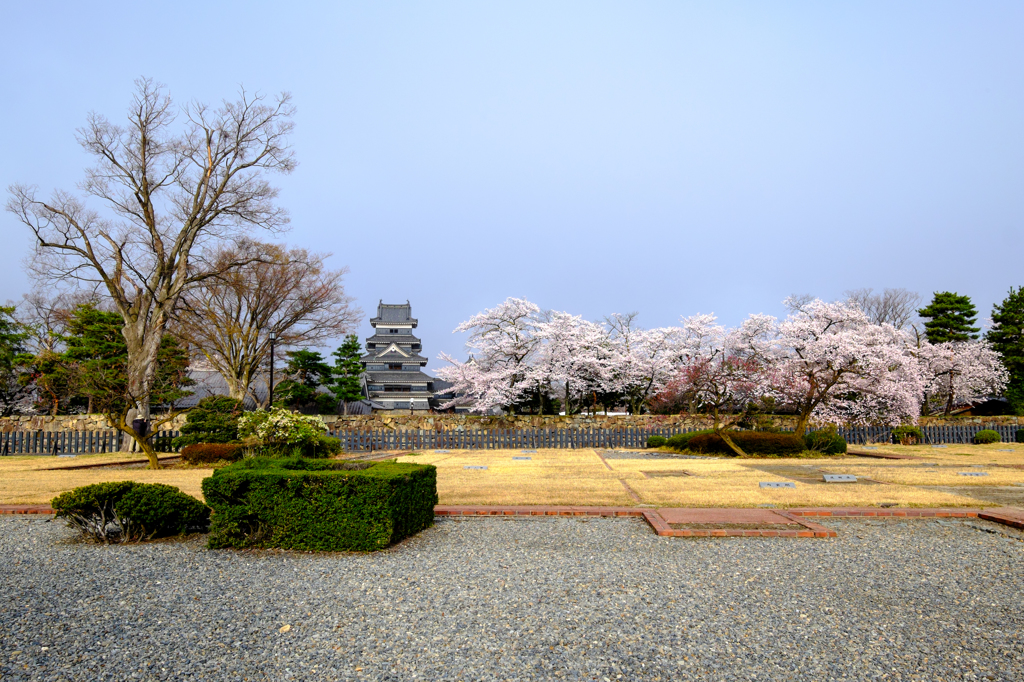 国宝松本城の桜とマナーの悪い鳥撮り