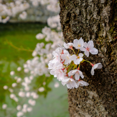 幹桜