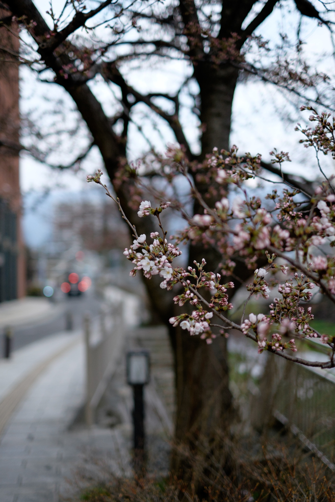 歩道の桜