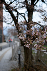 歩道の桜