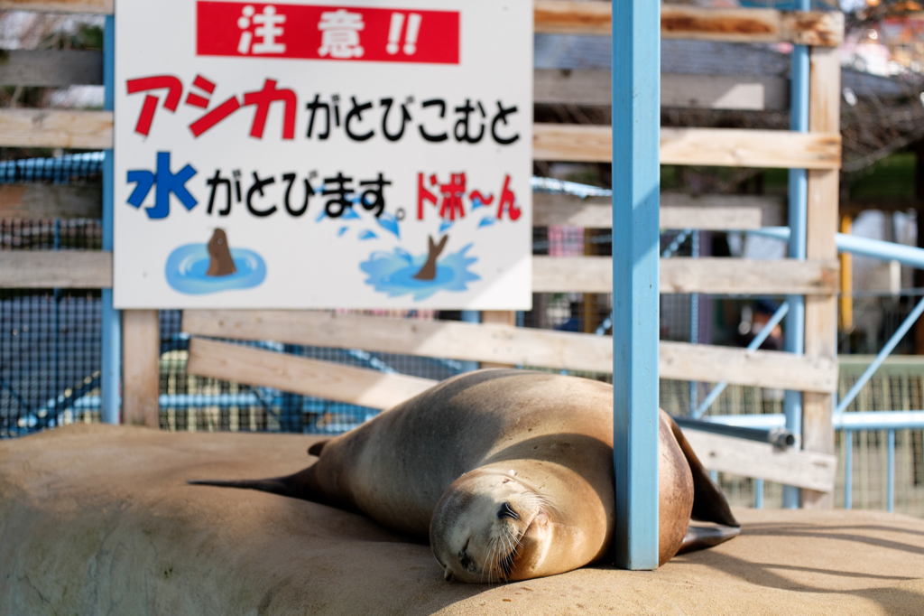 アシカ注意