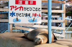 アシカ注意