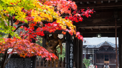 仁王様と紅葉