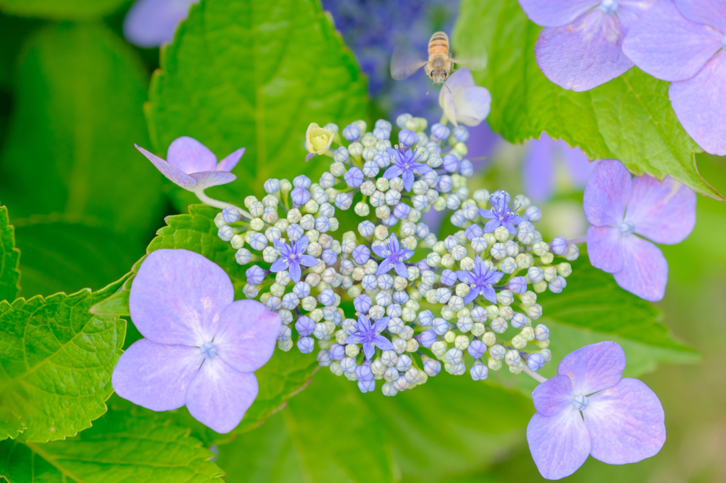 紫陽花とミツバチ