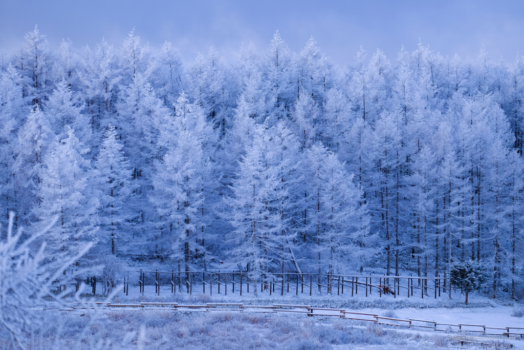 霧氷と雪