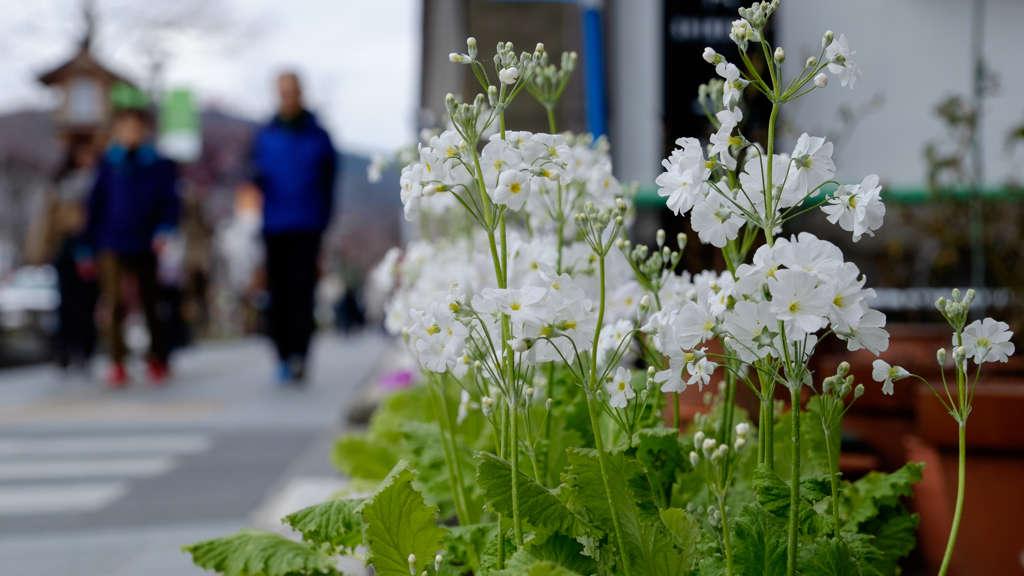 歩道の花