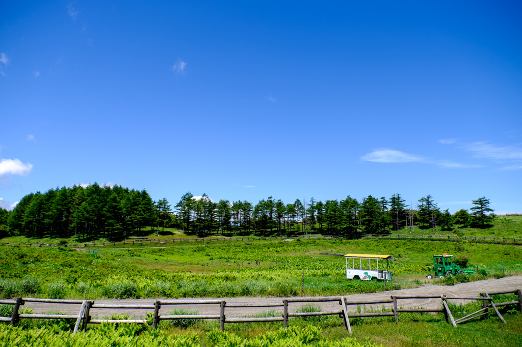 草競馬場