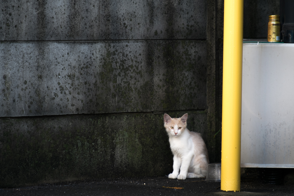 おくびょう猫