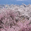 桜越しの北アルプス