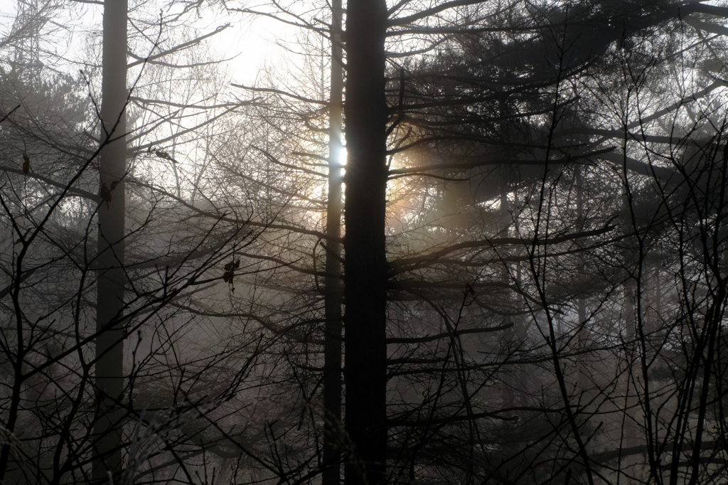 朝陽の森