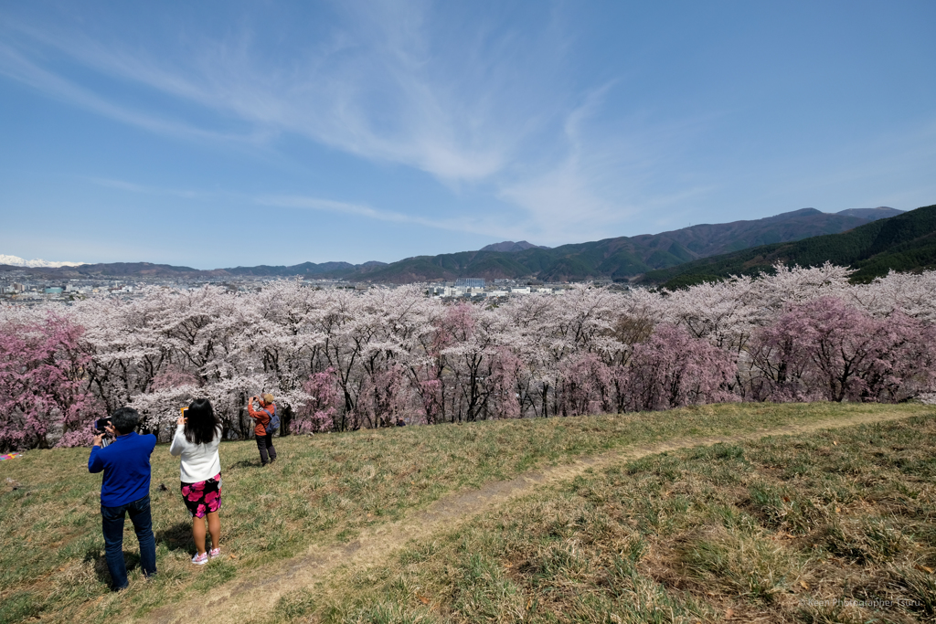 桜
