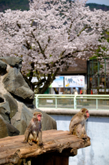 猿山と桜