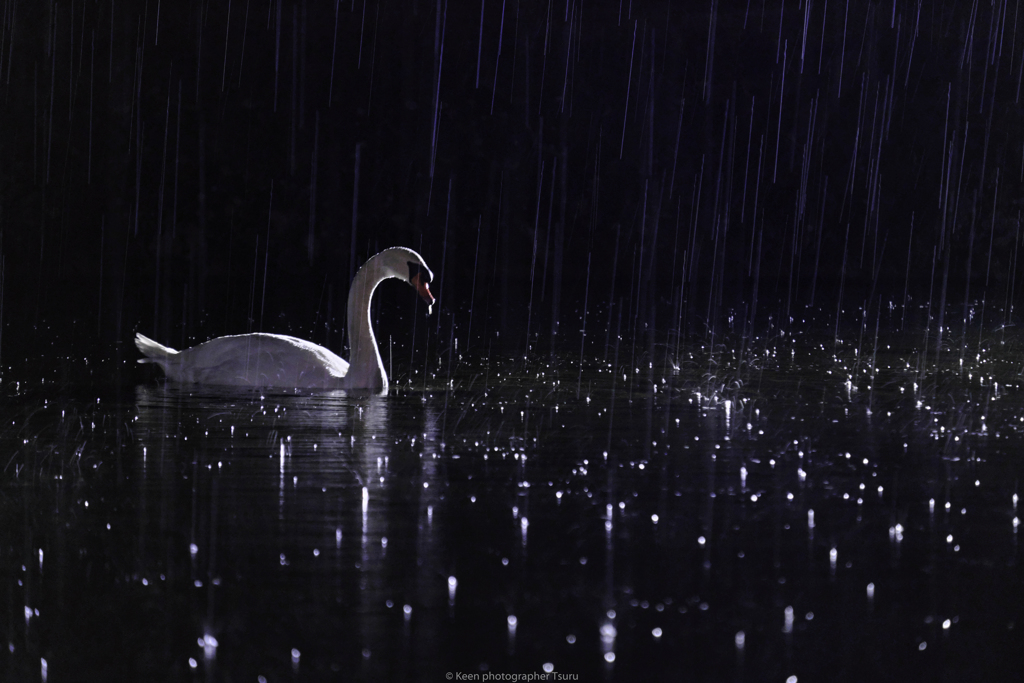 雨の日・白鳥