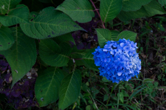 紫陽花がまだ咲いている