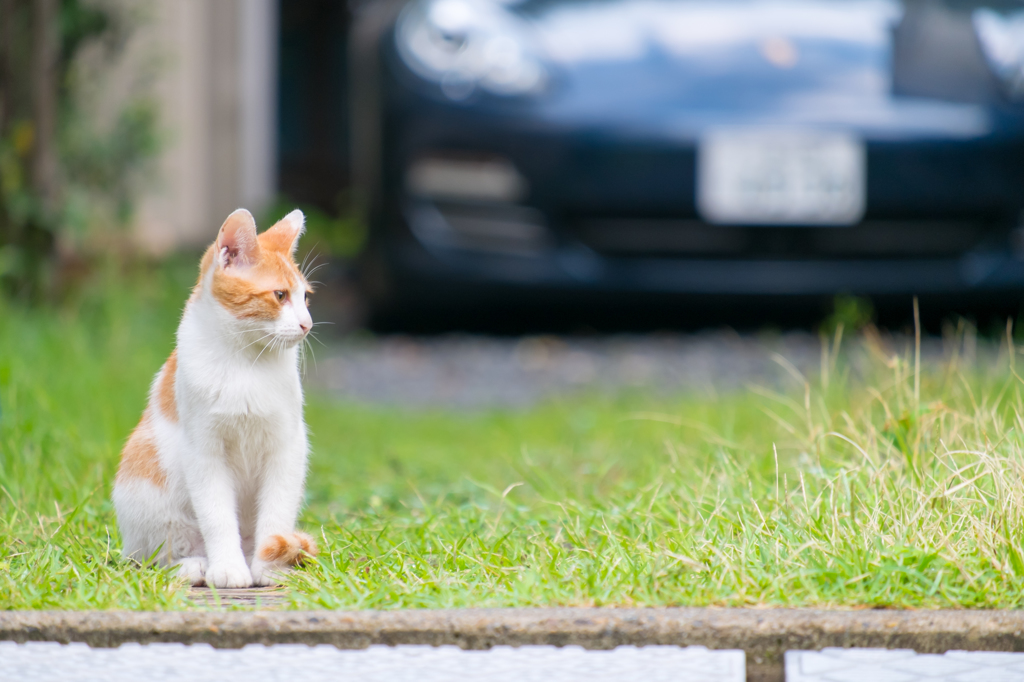 横顔もかわいい