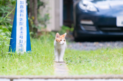 こっちへ