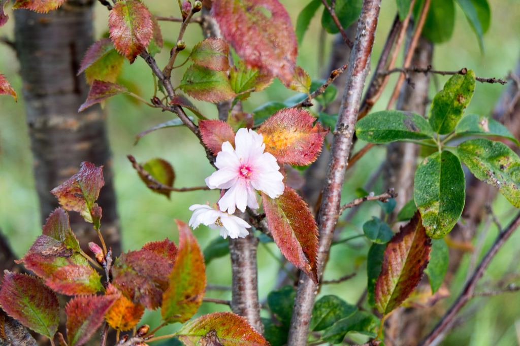 十月桜
