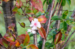 十月桜
