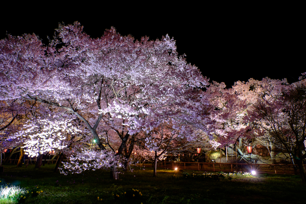 高遠の桜