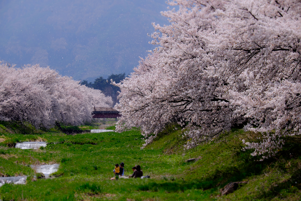 春の記憶：桜吹雪
