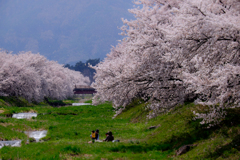 春の記憶：桜吹雪