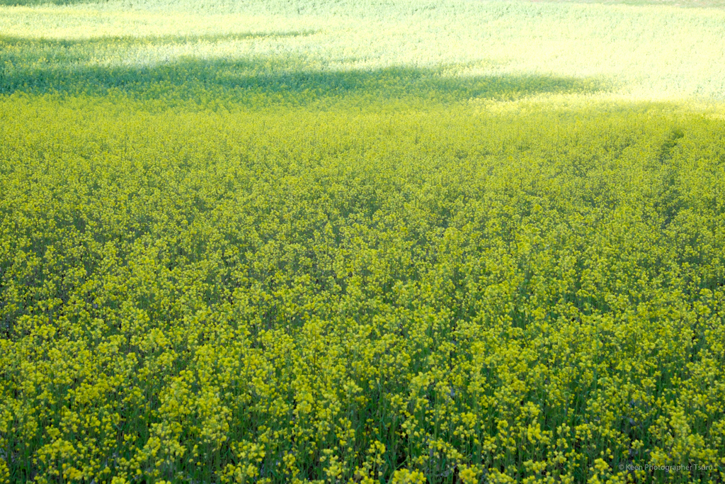 菜の花