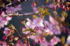 河津桜をミラーレンズで3