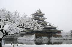 雪をかぶった梅と国宝松本城
