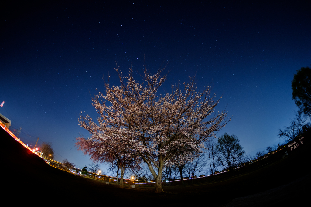マレット場の小さな桜