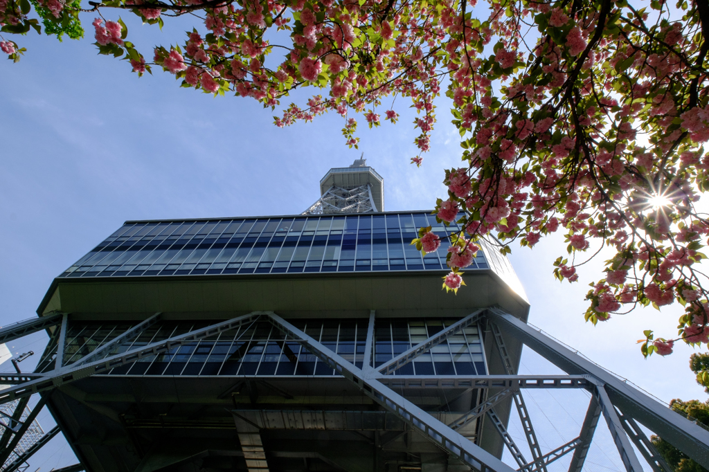 TV塔と桜