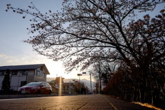 春の記憶：朝の歩道