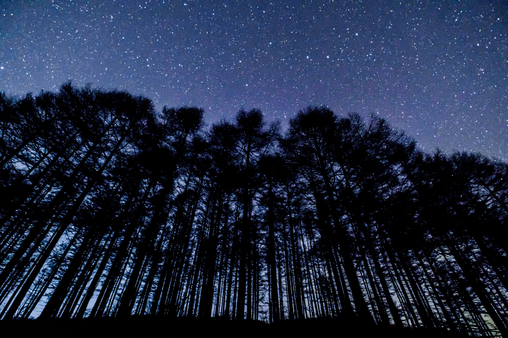 木々と星空