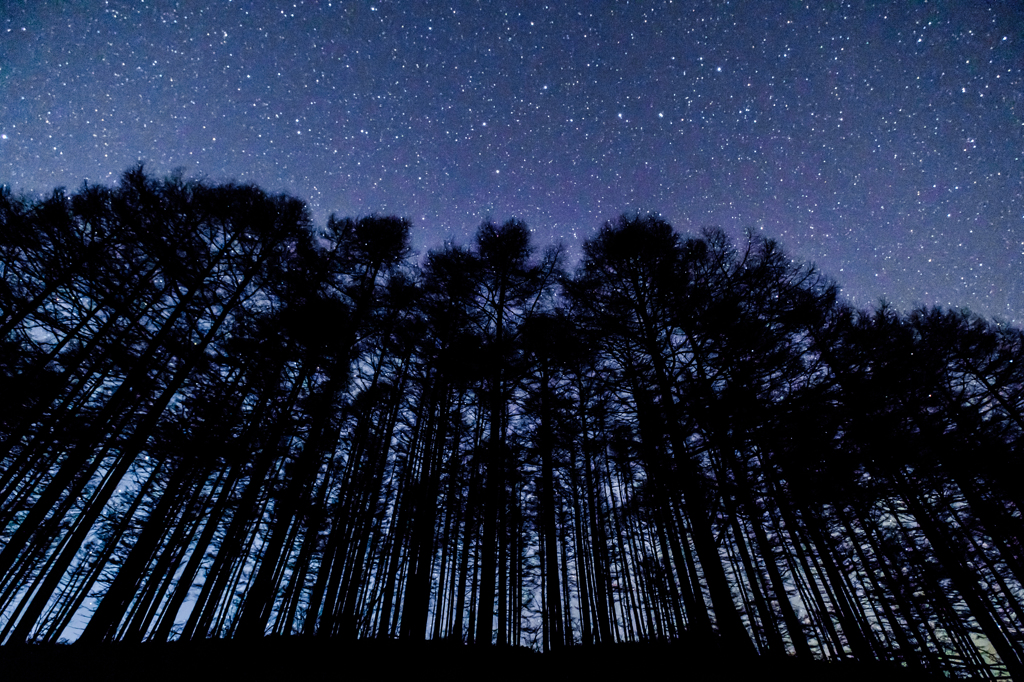 木々と星空