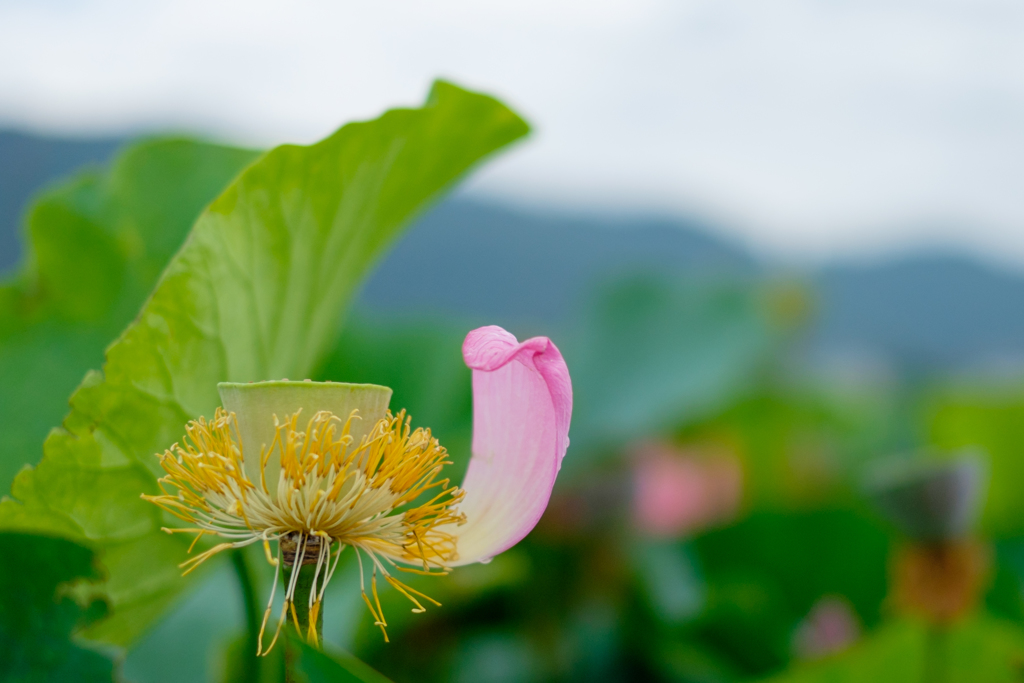 花びら一枚