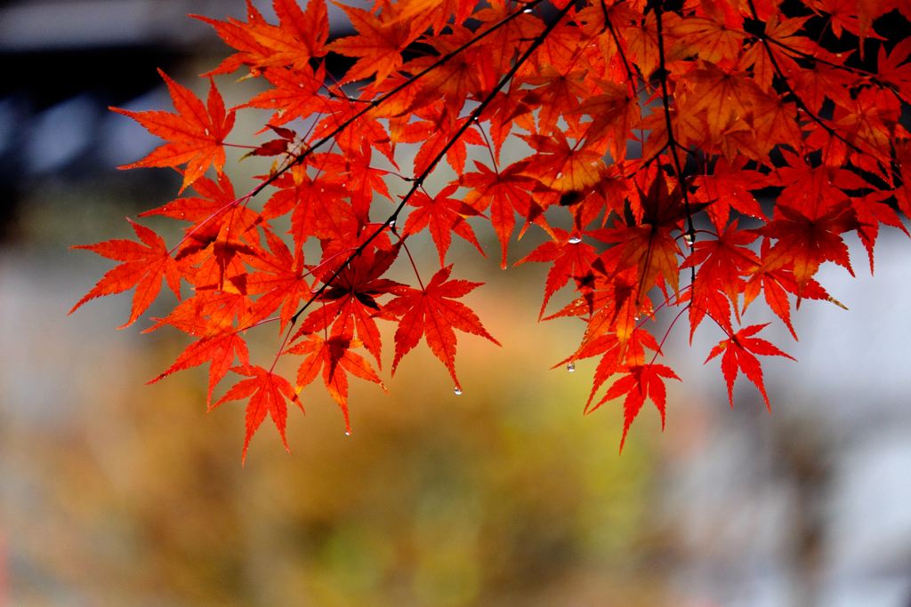 雨の日紅葉