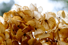冬の紫陽花