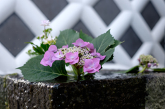 紫陽花となまこ壁