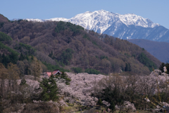 仙丈ケ岳と高遠城址公園の桜