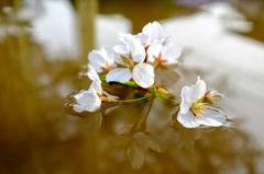 水たまりに落ちた桜