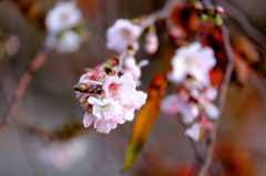 10月桜