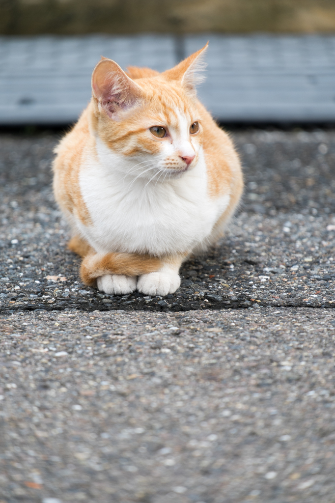 ちょこんと