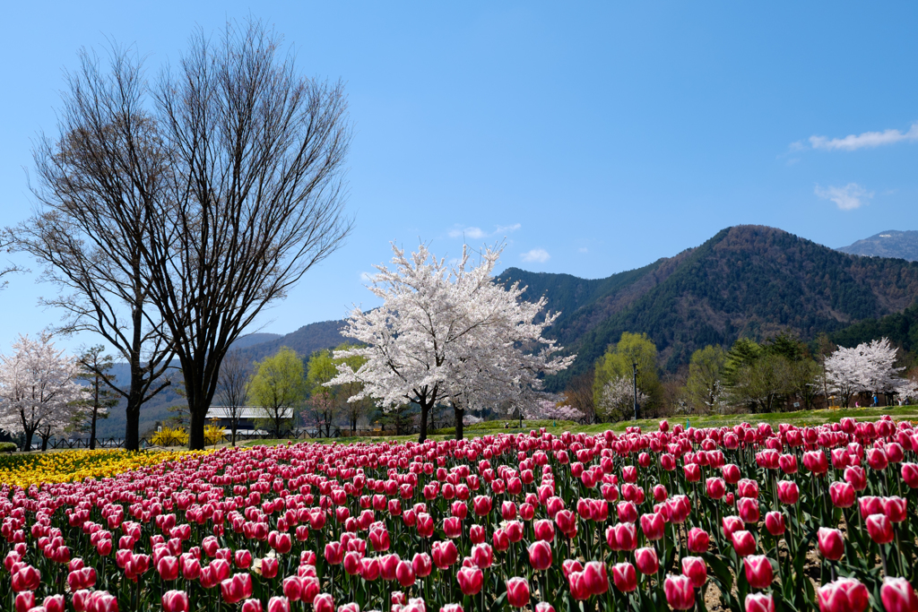 チューリップと桜のコラボ