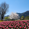 チューリップと桜のコラボ