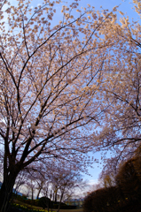 見上げる桜
