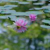 スイレンと映る木の葉